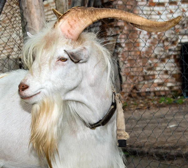 The proud he-goat. — Stock Photo, Image