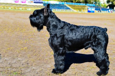 dev schnauzer.