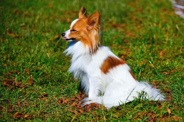 Roliga chihuahua. — Stockfoto