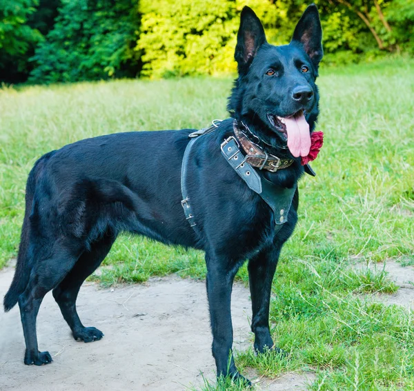 黑德国牧羊犬. — 图库照片