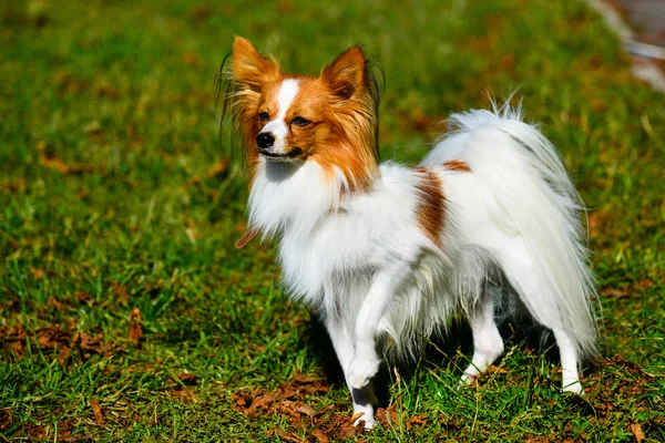 Chihuahua bonito . — Fotografia de Stock