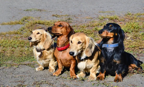 Teckel familie. — Stockfoto