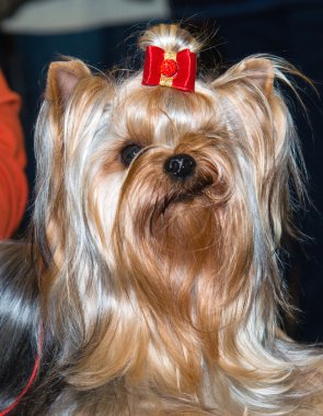 Yorkshire korkunç gülümseme.