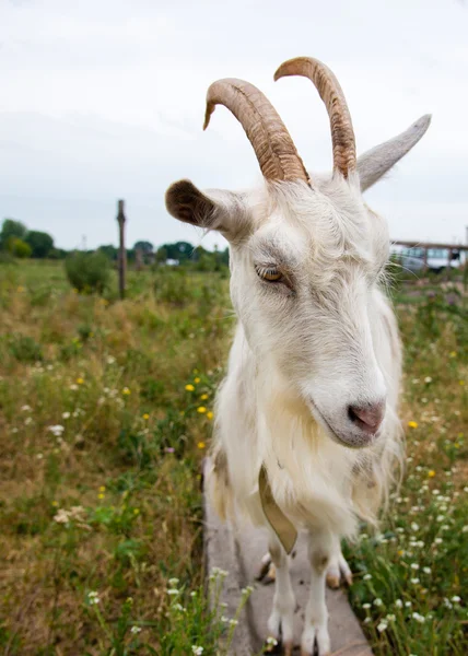 Goat attack. — Stock Photo, Image