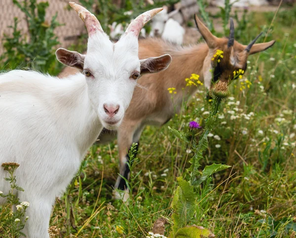 Goat portrait. — Stock Photo, Image