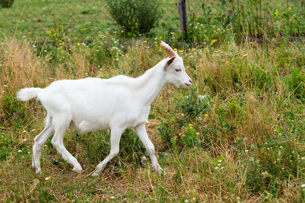 Goat runs. — Stock Photo, Image