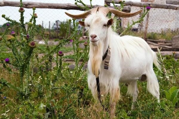 Proud he-goat. — Stock Photo, Image