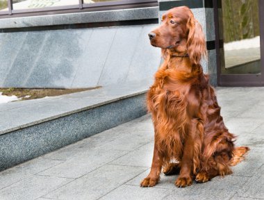 Irish Setter haunches. clipart