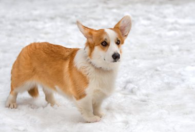 Hırka Galce corgi ve kar.