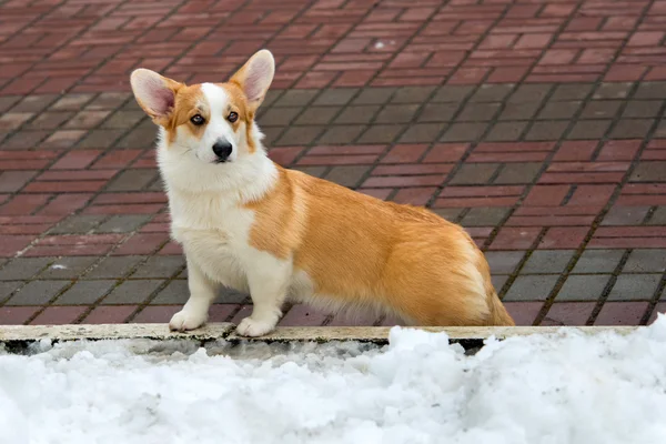 Cardigan Welsh corgi i parken. — Stockfoto