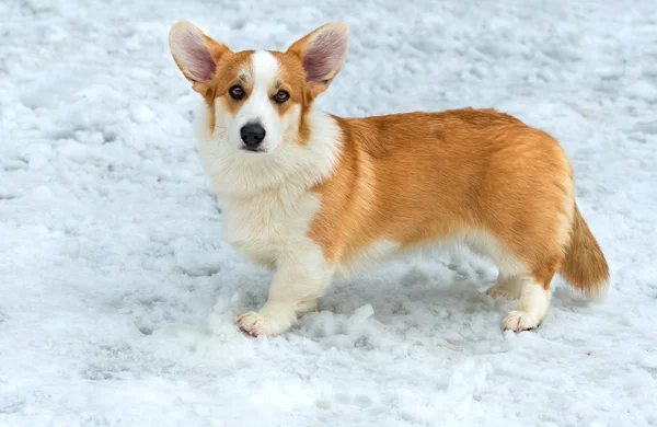 Walijski corgi Cardigan w śniegu. — Zdjęcie stockowe