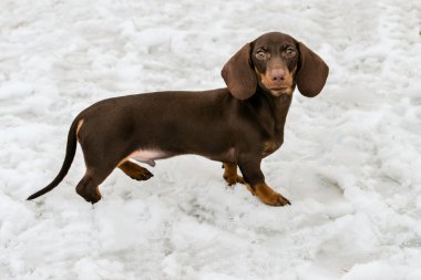 Karda Dachshund.