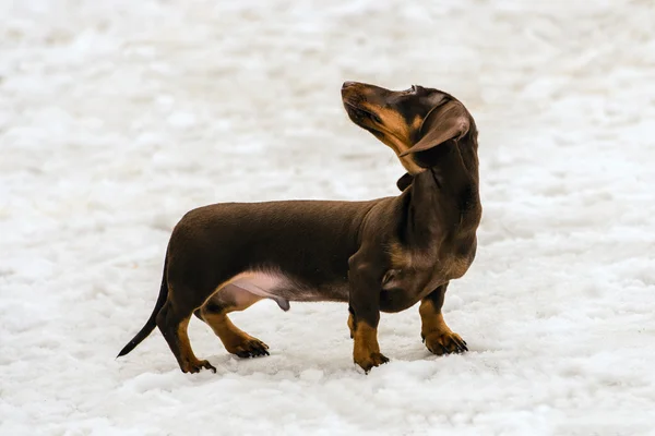 Dachshund kafa geri döner.
