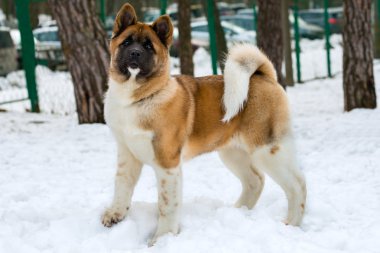 Akita Inu karda.