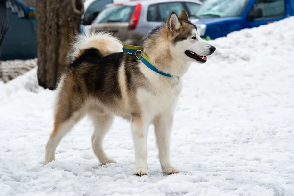 Alaskan Malamute in sneeuw. — Stockfoto