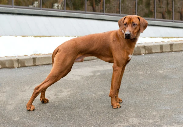 Ridgeback da Rodésia . — Fotografia de Stock