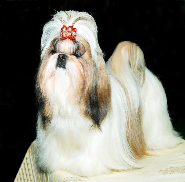 Shih Tzu lindo . —  Fotos de Stock