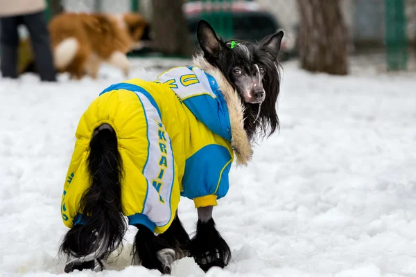 Chinese crested dog uniformerade. — Stockfoto