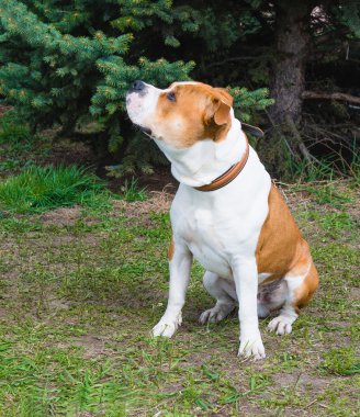 Amerikan Staffordshire Terrier sol tarafta.