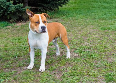 Amerikan Staffordshire Terrier dinler.