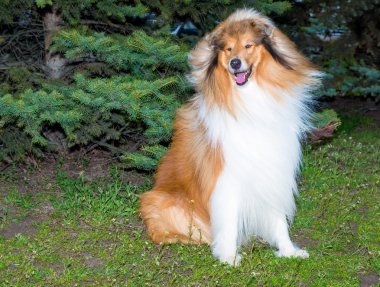 Rough Collie sol tarafında.
