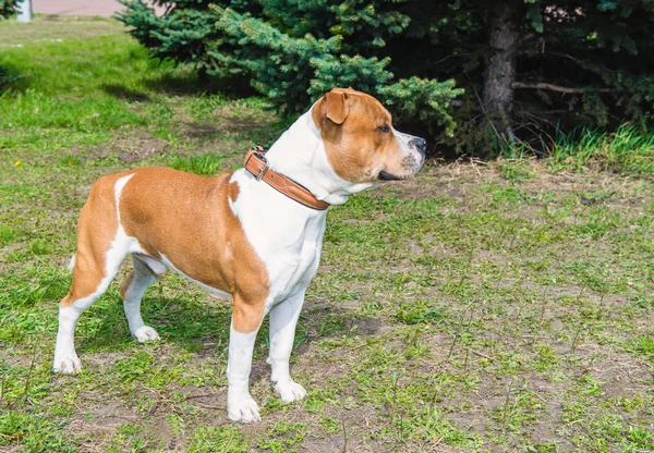 American Staffordshire Terrier było coupé. — Zdjęcie stockowe