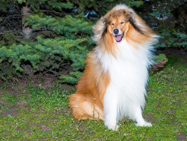 Rough Collie sol tarafında. — Stok fotoğraf