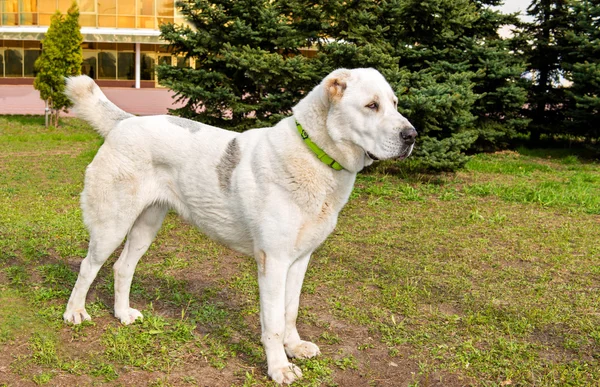 Central Asian Ovcharka profile. — Stock Photo, Image