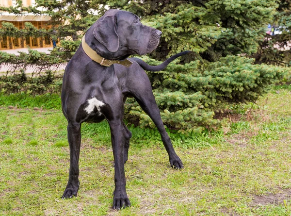 Great Dane right side. — Stock Photo, Image