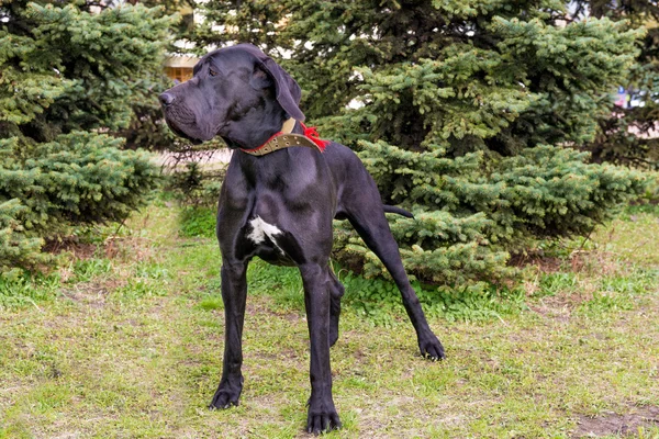 Great Dane links. — Stockfoto