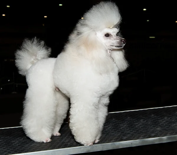 Miniatyr Poodle blickar framåt. — Stockfoto