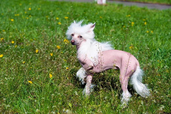 Cão de crista chinês na grama . — Fotografia de Stock
