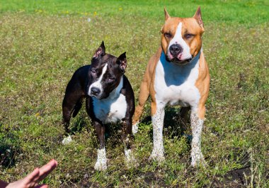 Amerikalı Staffordshire korkunç comand altında.