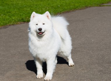 Samoyed devam