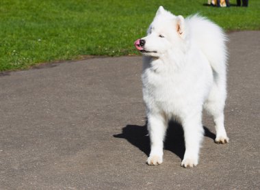 Samoyed dışarı asılı dil ile