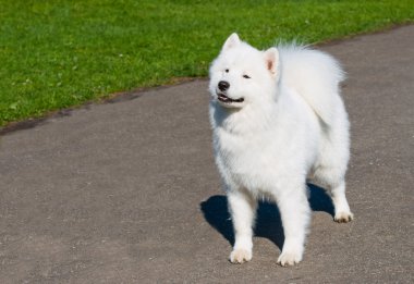 Samoyed bekler.