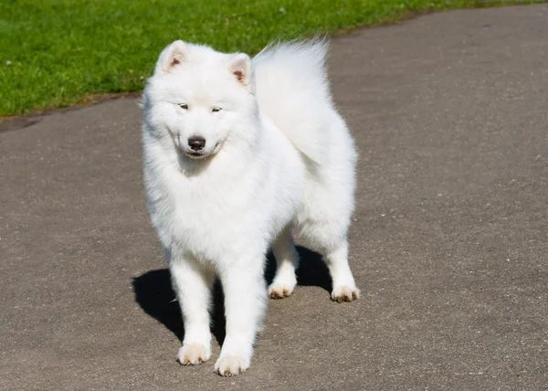 Samoyed tevazu — Stok fotoğraf