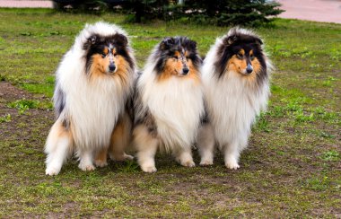 Üç kaba? Ollie'de sol.