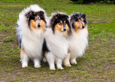 Üç kaba? Ollie'de devam.