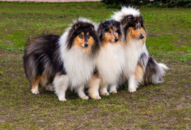 Üç kaba? Ollie'de görür doğru.