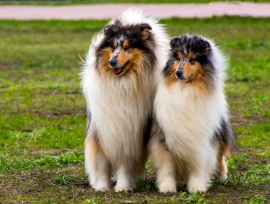 İki kaba? Ollie'de koltuk.