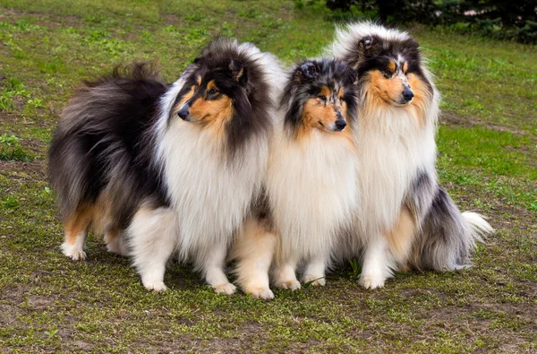 Tres maleantes ásperos a la derecha . —  Fotos de Stock