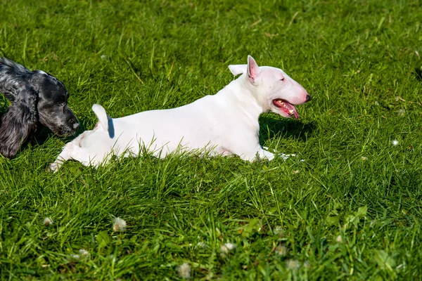 Bullterrier liebt. — Stockfoto