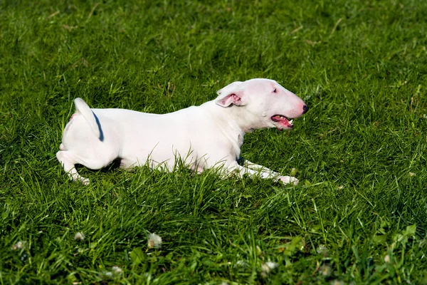 Asientos Bull Terrier . —  Fotos de Stock