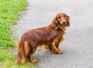 Dachshund sağ tarafında.