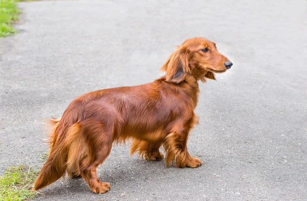 Είδος γερμανικού κυνηγετικού σκύλου μπροστά. — Φωτογραφία Αρχείου