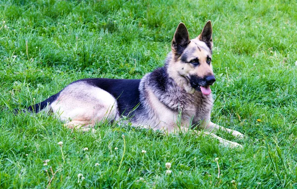 German shepherd with tongue — Stock Photo, Image