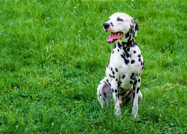 Sorrisetto dalmata . — Foto Stock