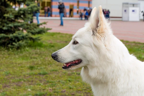 White Shepherd porträtt. — Stockfoto