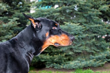 doberman pinscher portre.